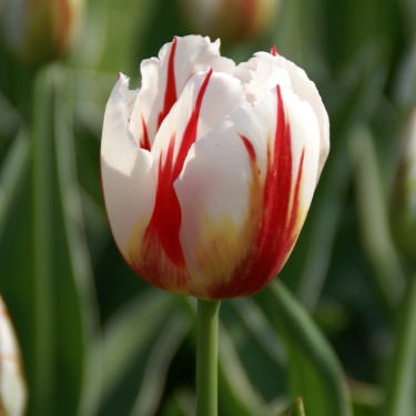 Tulipa 'Happy Generation'