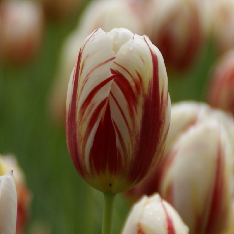 Tulipa 'Happy Generation'