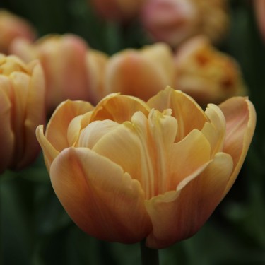 Tulipa 'La Belle Epoque'