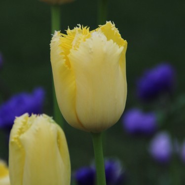 Tulipa 'Maja'