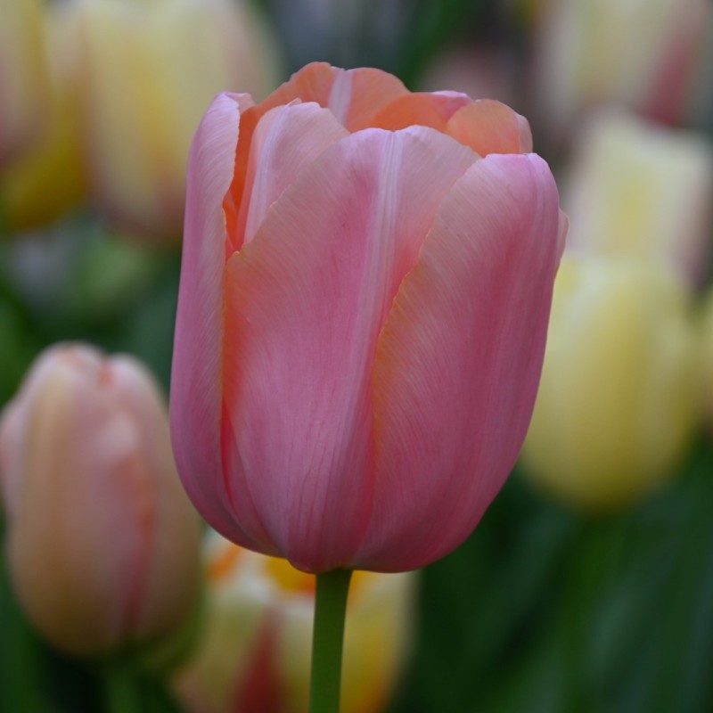 Tulipa 'Menton'
