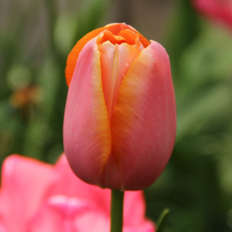 Tulipa 'Menton'