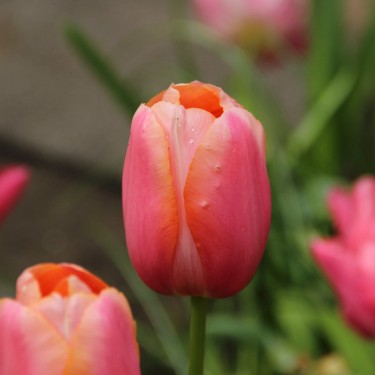 Tulipa 'Menton'