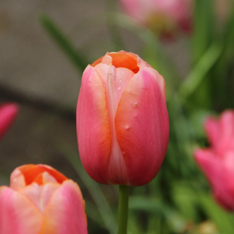 Tulipa 'Menton'