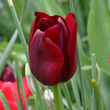 Tulipa 'National Velvet'