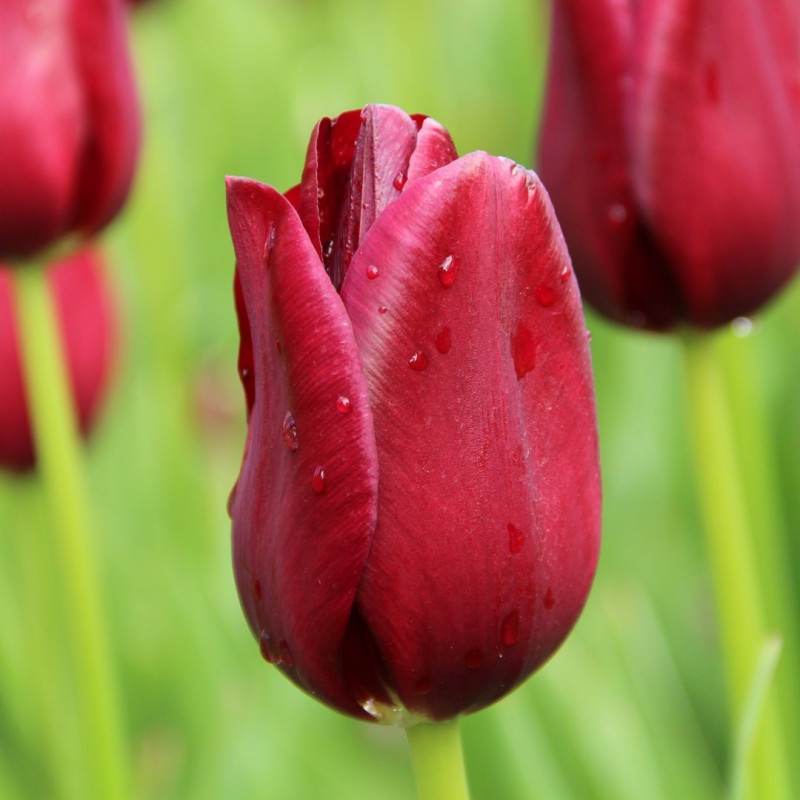 Tulipa 'National Velvet' Tulipa 'National Velvet'