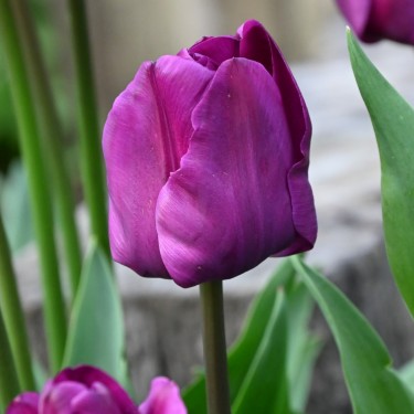 Tulipa 'Negrita'
