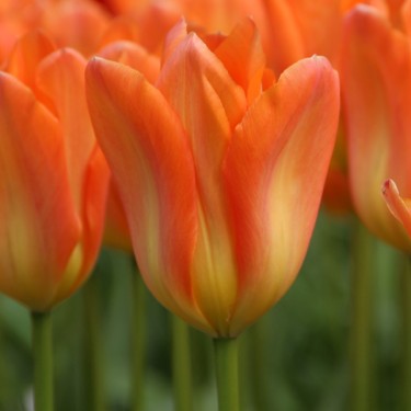 Tulipa 'Orange Emperor'