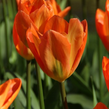 Tulipa 'Orange Emperor'