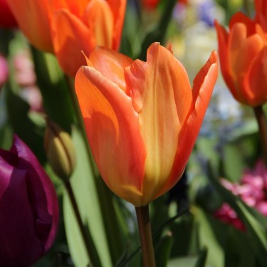 Tulipa 'Orange Emperor'