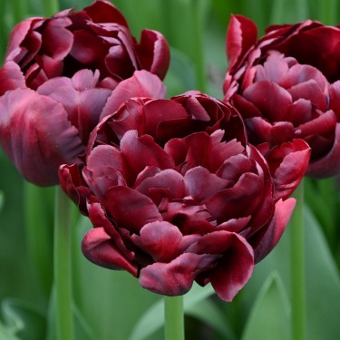 Tulipa 'Palmyra'
