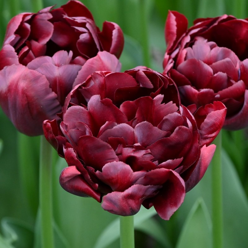 Tulipa 'Palmyra'