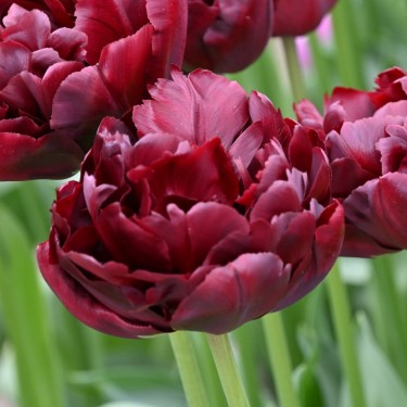 Tulipa 'Palmyra'