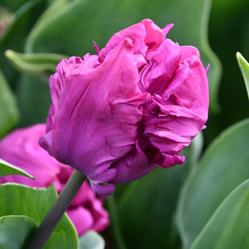 Tulipa 'Parrot Prince'