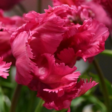 Tulipa 'Power Parrot'