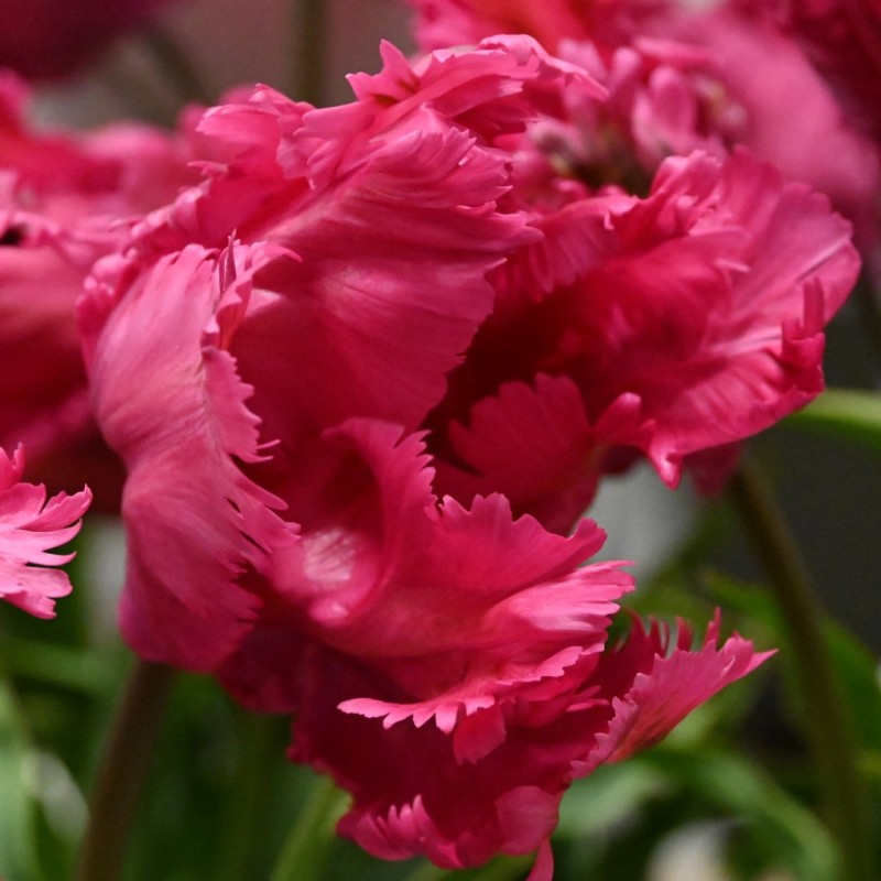 Tulipa 'Power Parrot'