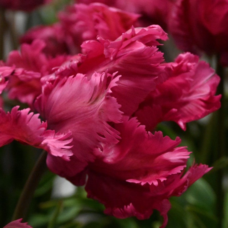 Tulipa 'Power Parrot'