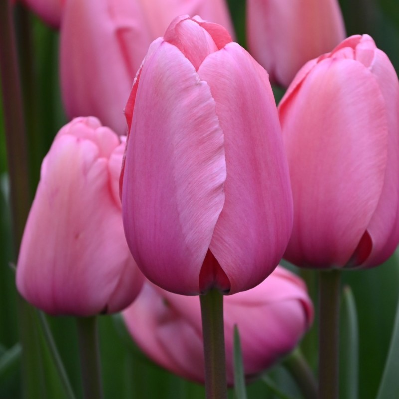 Tulipa 'Pink Impression'