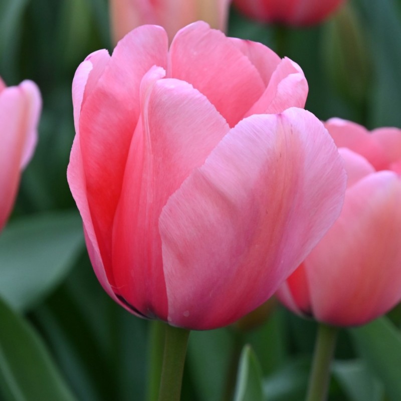 Tulipa 'Pink Impression'