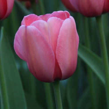 Tulipa 'Pink Impression'