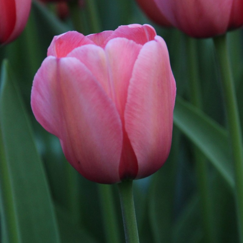 Tulipa 'Pink Impression'