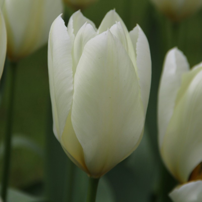 Tulipa 'Purissima'