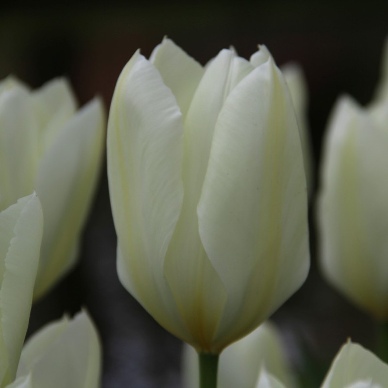 Tulipa 'Purissima'