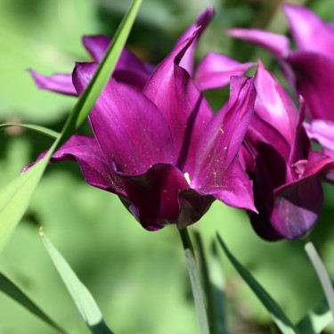Tulipa 'Purple Dream'