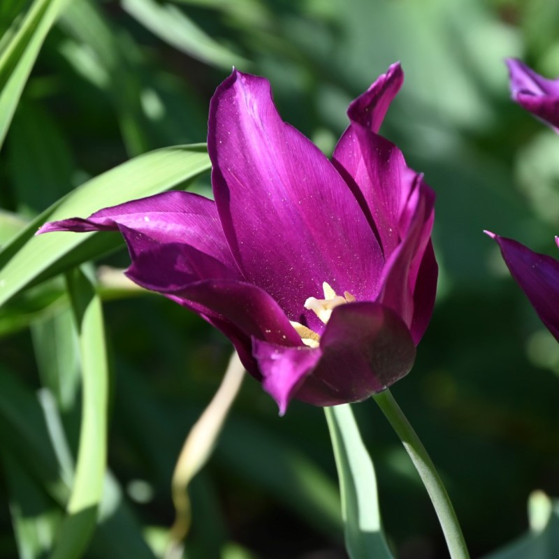 Tulipa 'Purple Dream'