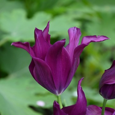 Tulipa 'Purple Dream'