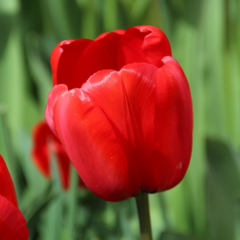 Tulipa 'Red Impression'