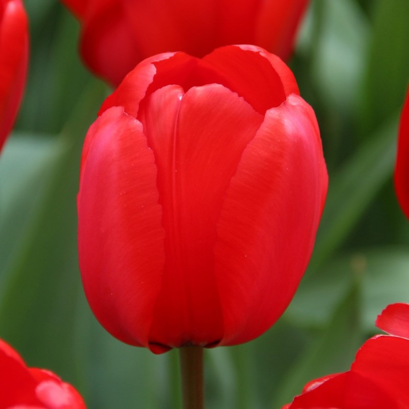 Tulipa 'Red Impression'