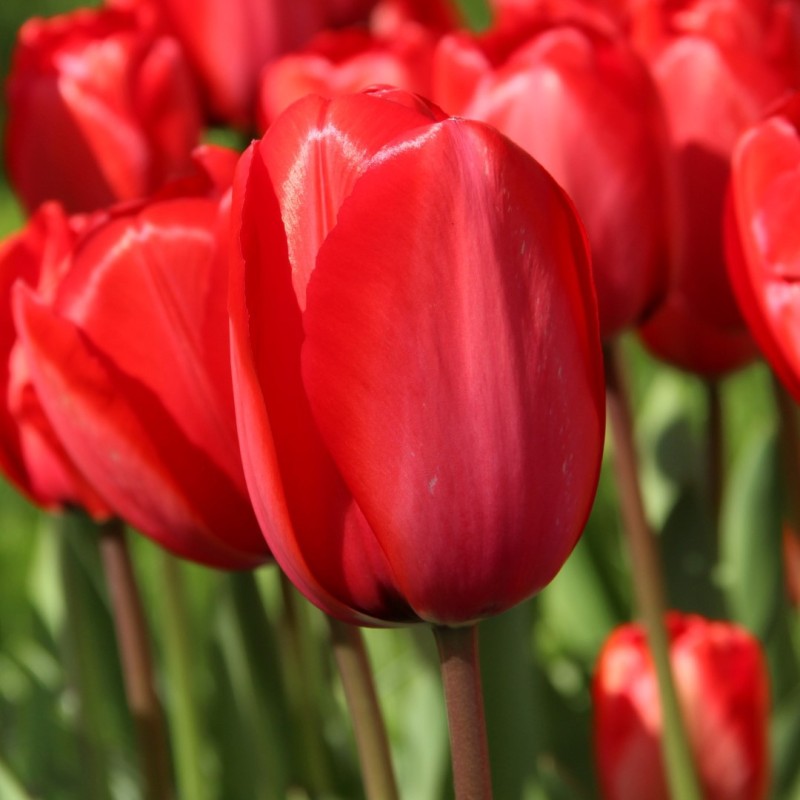 Tulipa 'Red Impression'