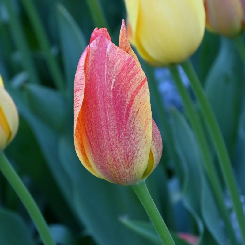 Tulipa 'Rhapsody of Smiles'