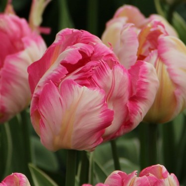 Tulipa 'Silver Parrot'