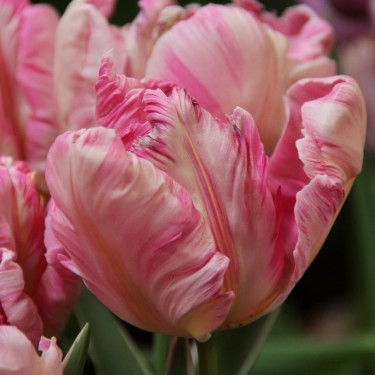 Tulipa 'Silver Parrot'