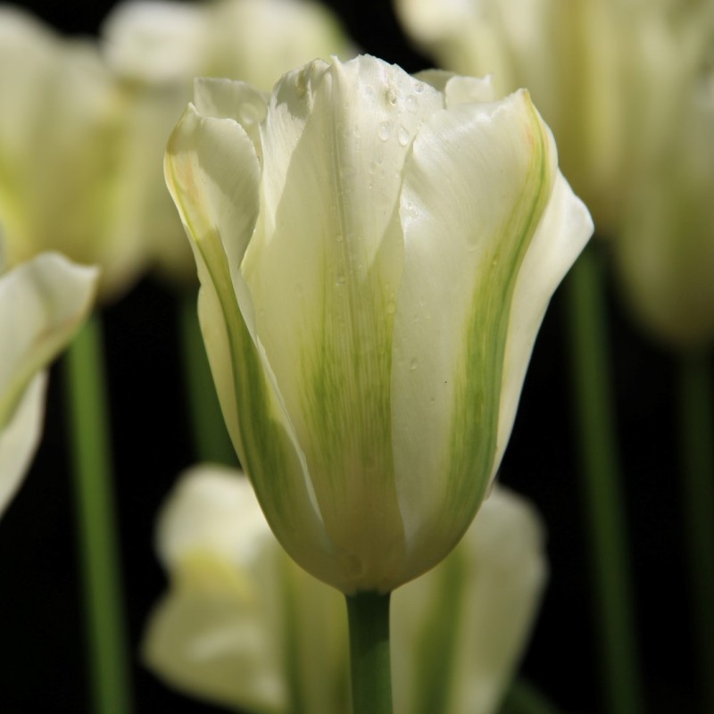 Tulipa 'Spring Green'