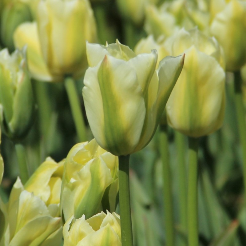 Tulipa 'Spring Green'