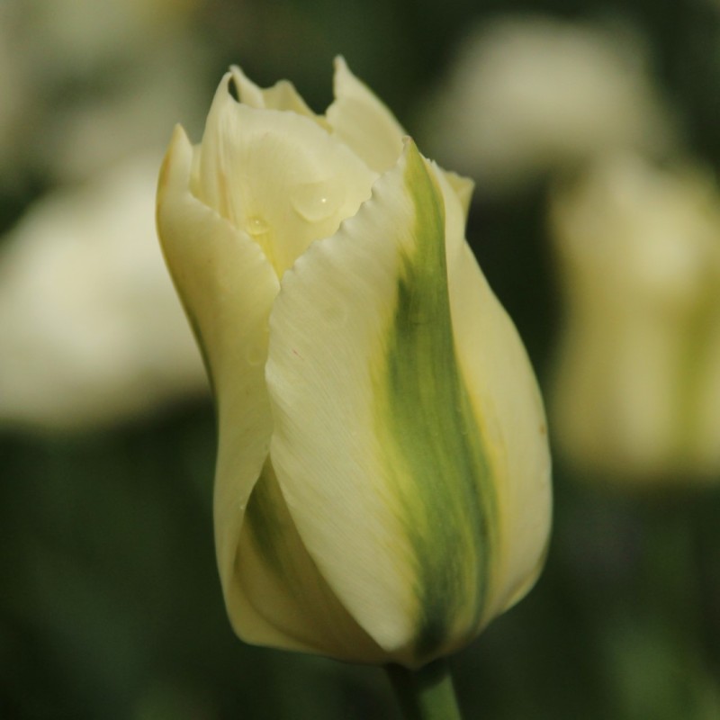 Tulipa 'Spring Green'