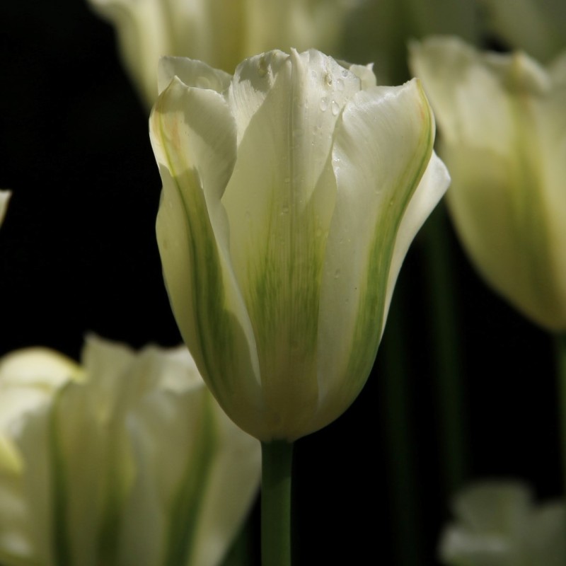 Tulipa 'Spring Green'