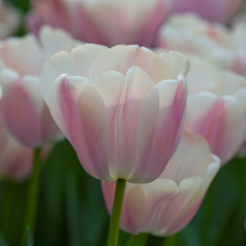 Tulipa 'Royal Pride'
