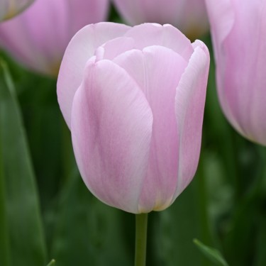 Tulipa 'Synaeda Amor'