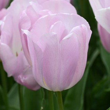 Tulipa 'Synaeda Amor'