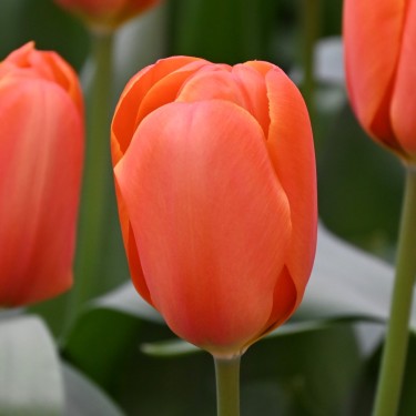 Tulipa 'Triple A'