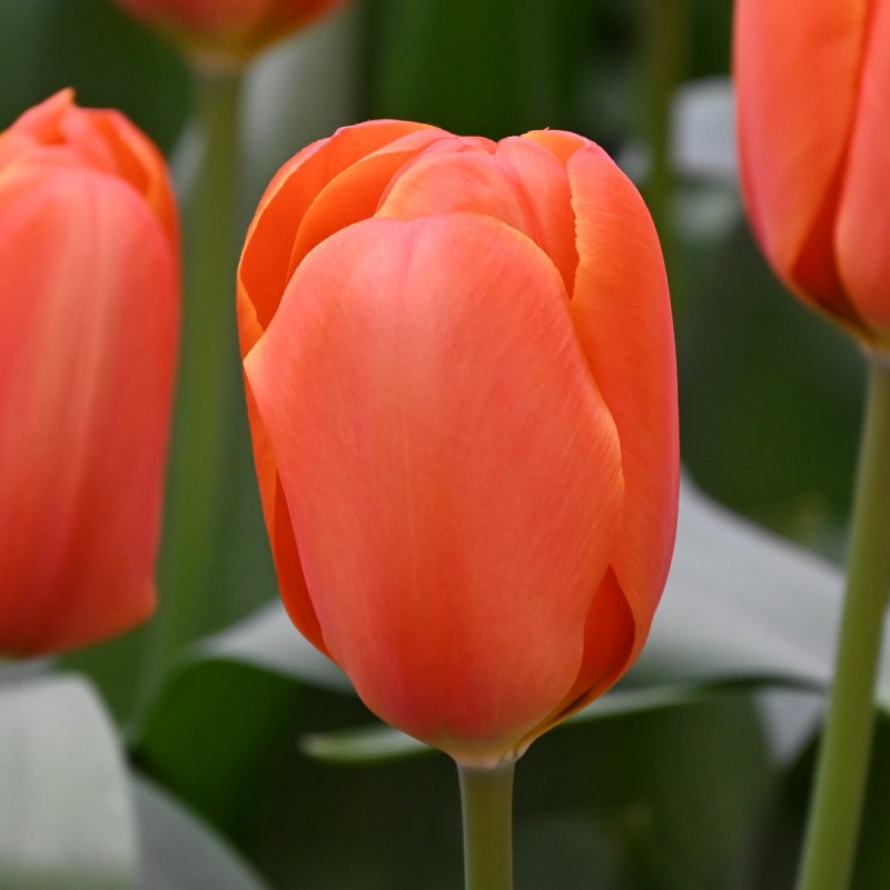 Tulipa 'Triple A'