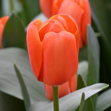 Tulipa 'Triple A'