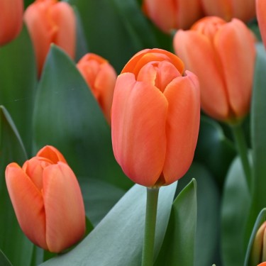 Tulipa 'Triple A'