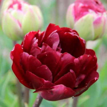Tulipa 'Uncle Tom'