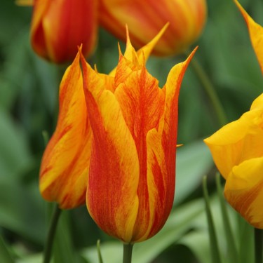 Tulipa 'Vendee Globe'