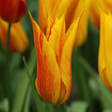 Tulipa 'Vendee Globe'